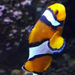 Meet your Posher, Rosy