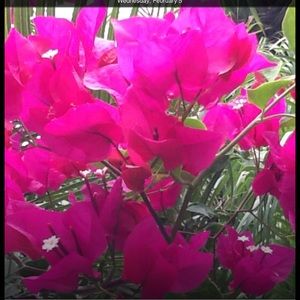 Meet your Posher, Carol