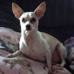 Meet your Posher, Penny