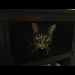 Meet your Posher, Wendy