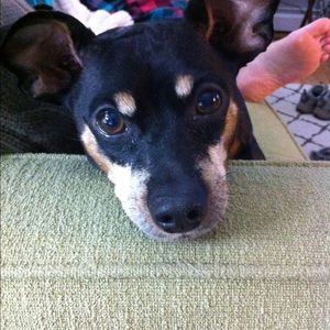 Meet your Posher, Robin