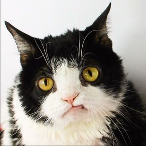 Meet your Posher, Shelley