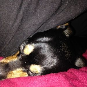 Meet your Posher, Holly