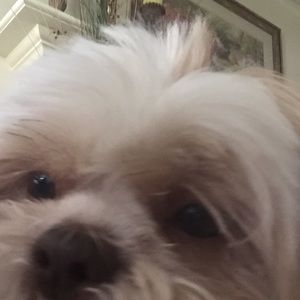 Meet your Posher, Janet