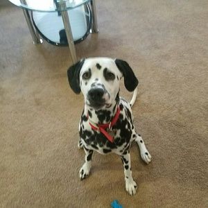 Meet your Posher, Rylee