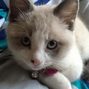 Meet your Posher, Rose