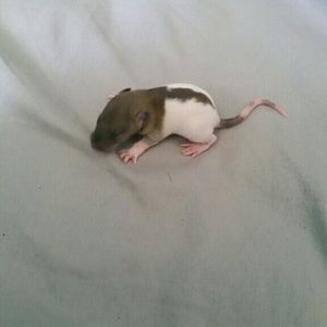 Meet your Posher, Jackob