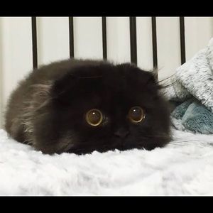 Meet your Posher, Bee