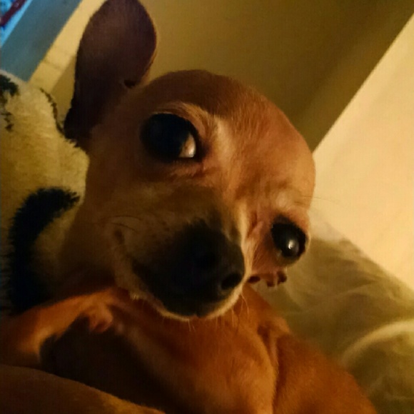 Meet your Posher, Addy - Picture 1 of 1