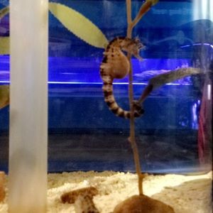 Meet your Posher, Riley