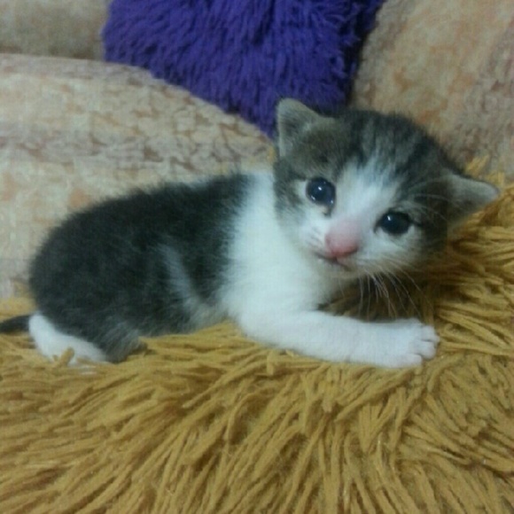 Meet your Posher, Robin - Picture 1 of 1