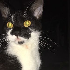 Meet your Posher, Autumn