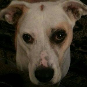 My items do not come from pet-free home!