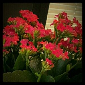 Meet your Posher, Aliza