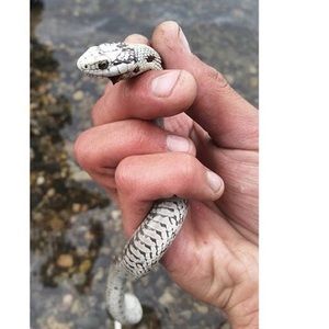 Meet your Posher, Cody