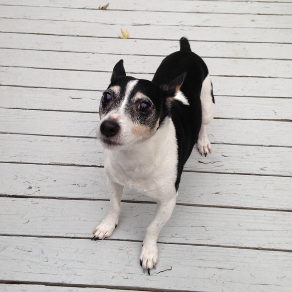 Meet your Posher, Prellsy