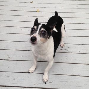 Meet your Posher, Prellsy