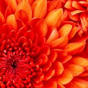 Meet your Posher, Margaret