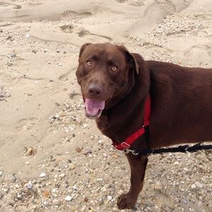 Meet your Posher, Isabella