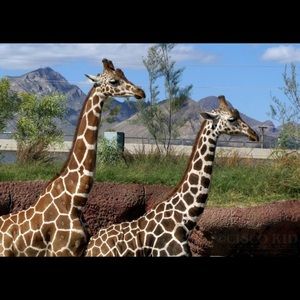 Meet your Posher, Natasha