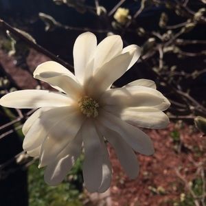 Meet your Posher, Adela