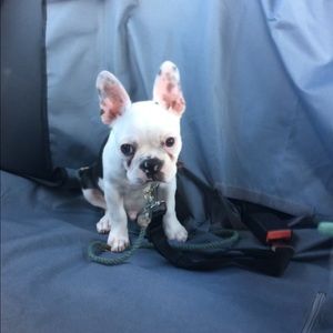 Meet your Posher, Janet