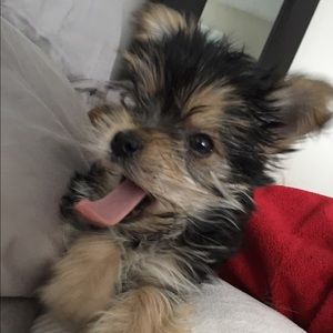 Meet your Posher, Karissa