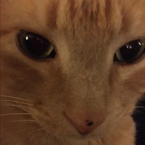 Meet your Posher, Emma