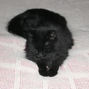 Meet your Posher, Rhoda