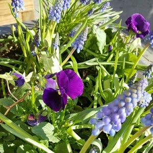 Meet your Posher, Iris