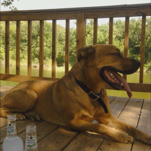 Meet the Posh assistant👌 - Picture 2 of 4