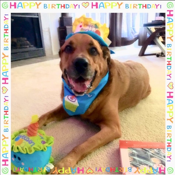 Meet the Posh assistant👌 - Picture 3 of 4