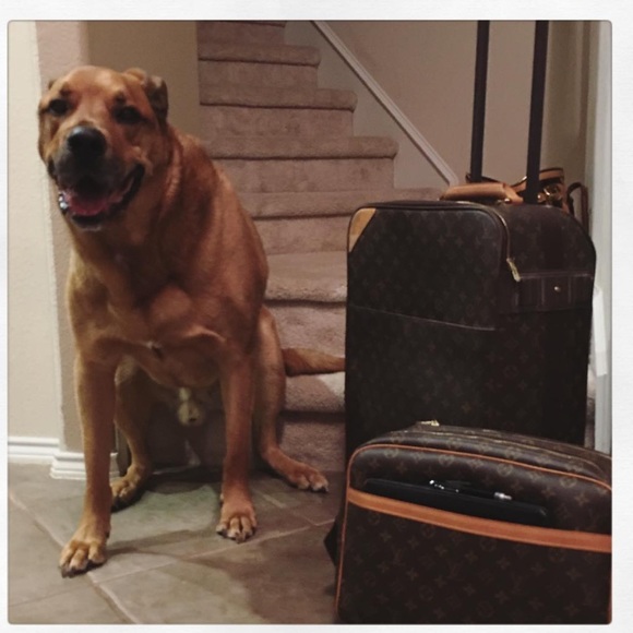 Meet the Posh assistant👌 - Picture 4 of 4