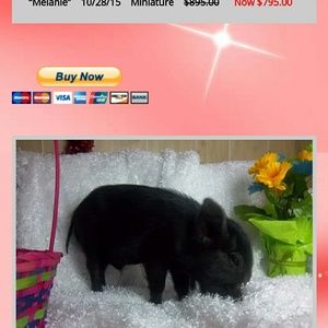 Meet your Posher, Ashley