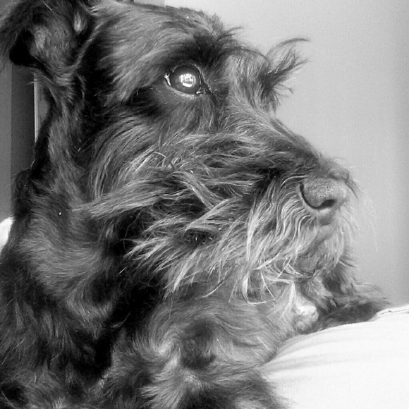 Meet your Posher, Jasmine - Picture 1 of 1