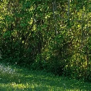 Meet your Posher, Iris