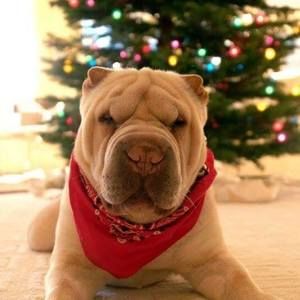 Meet your Posher, Sheri