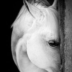 Meet your Posher, Chasty