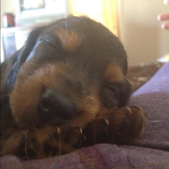 Meet your Posher, Tam