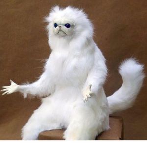 Meet your Posher, Jess