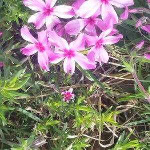 Meet your Posher, Cara