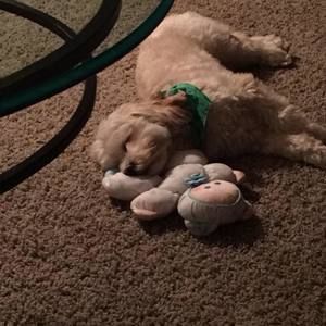 Meet your Posher, Darcy