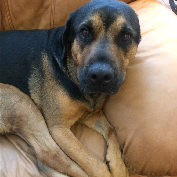 Meet your Posher, Joyce❤❤❤ - Picture 2 of 3