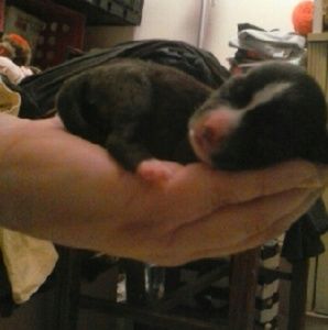 Meet your Posher, Cecilia