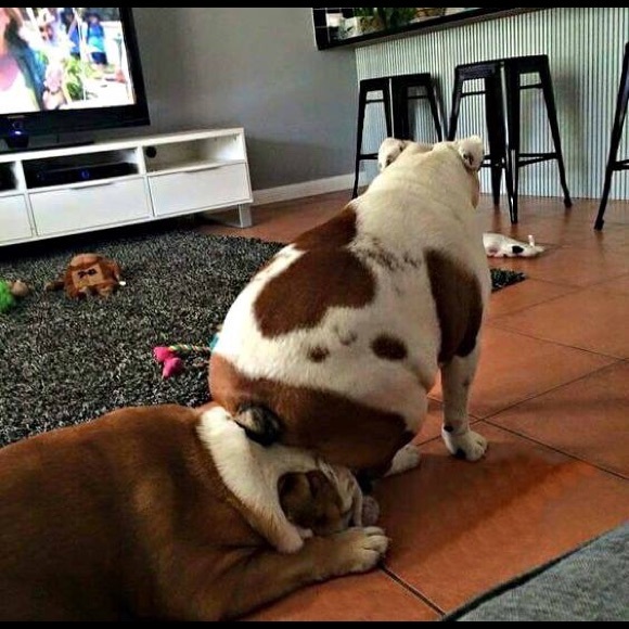 Meet your Posher, Jodie - Picture 2 of 3