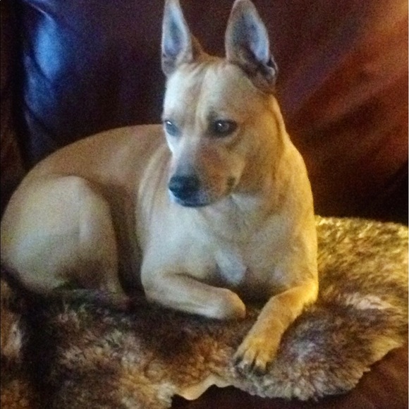 Meet your Posher, Terrific - Picture 2 of 2