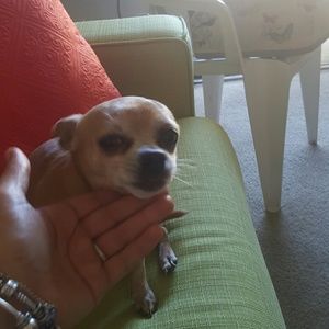 Meet your Posher, Petya