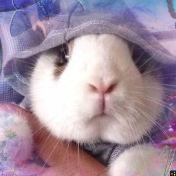 Meet your Posher, Indira