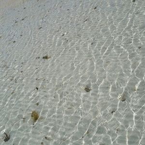 Meet your Posher, Traci