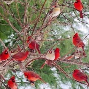 Meet your Posher, Loretta ann